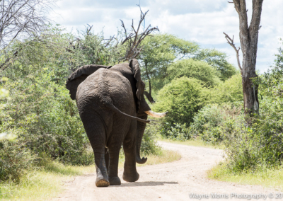 African Elephant in Bwabwata NP
