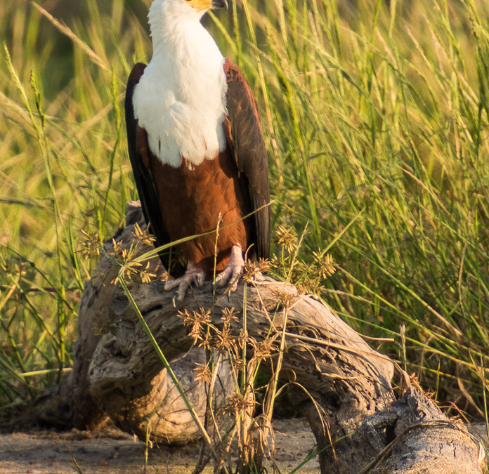 African Fish Eagle