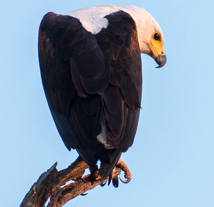 African Fish Eagle