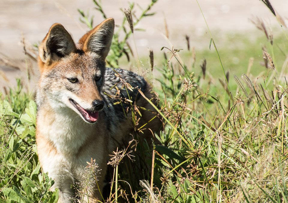 Black-backed Jackal