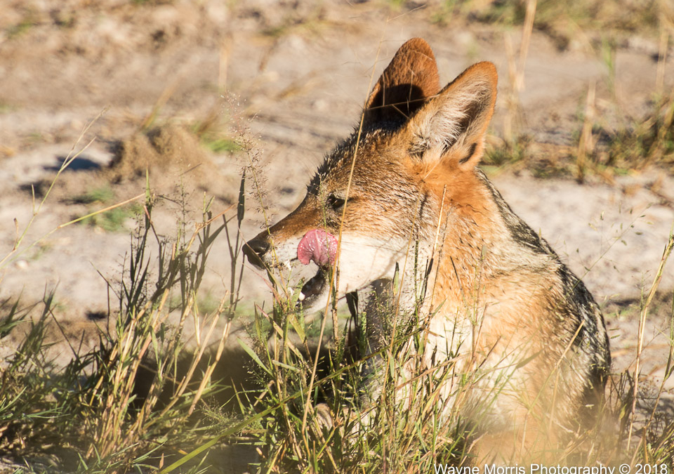 Black-backed Jackal