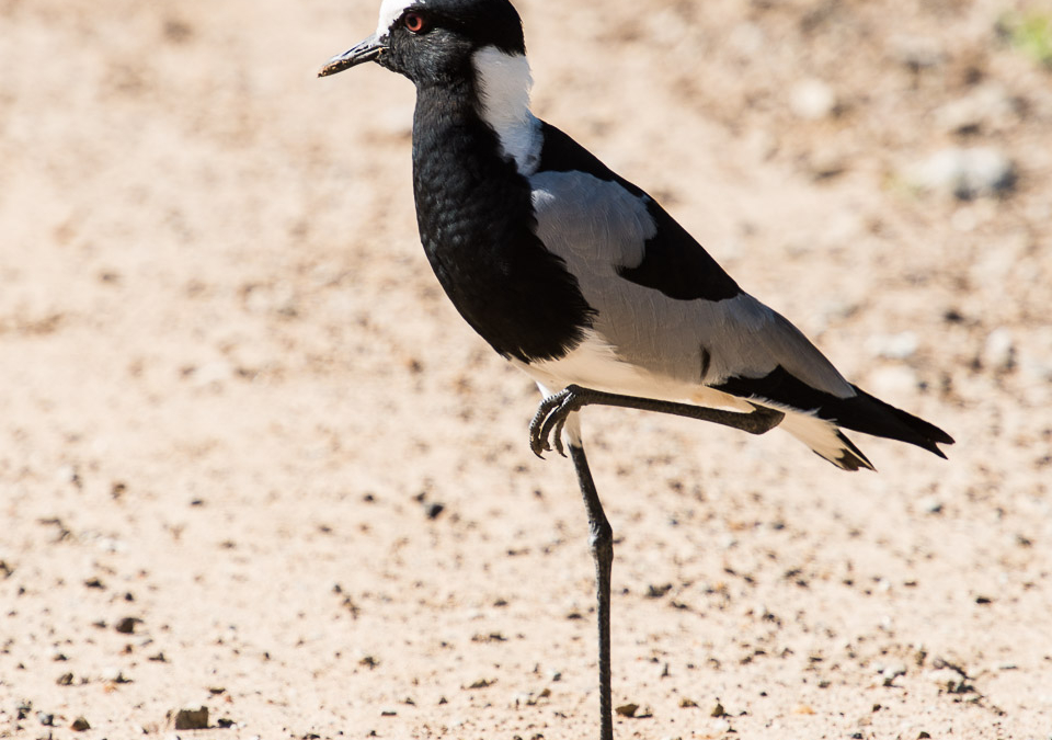 Blacksmith Lapwing