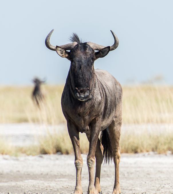 Blue Wildebeest staring me out