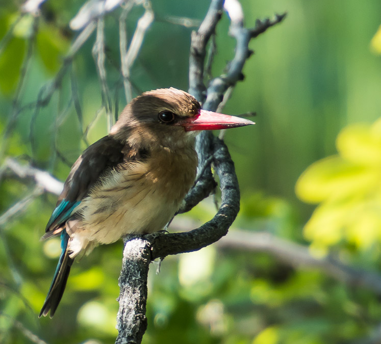 Brown-hooded Kingfisher