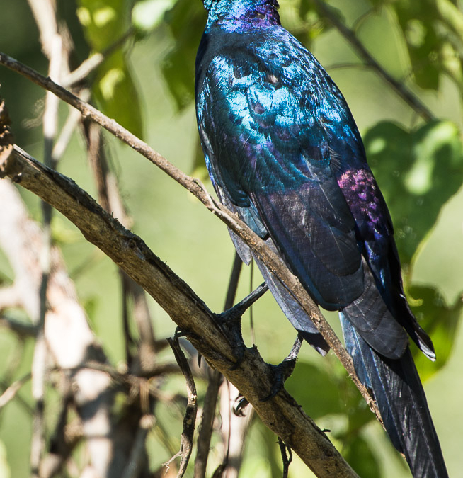 Burchells Starling