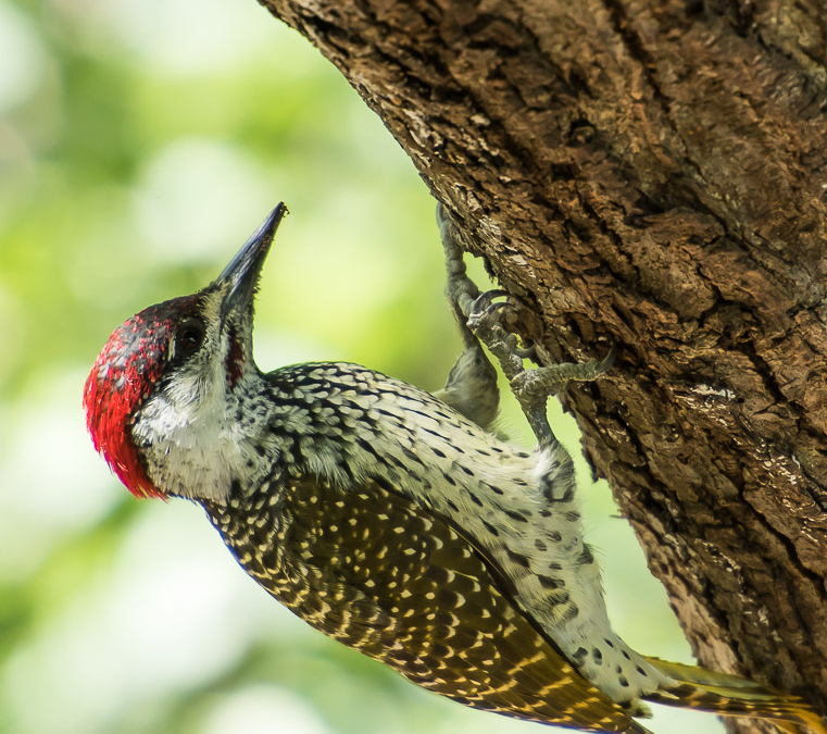 Cardinal Woodpecker