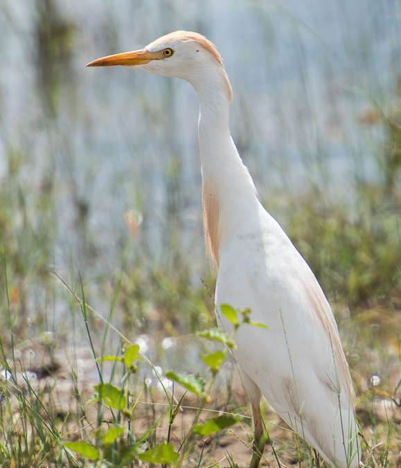 Cattle Egret