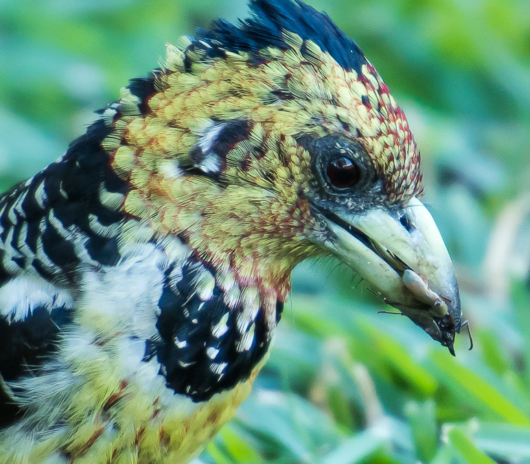 Crested Barbet