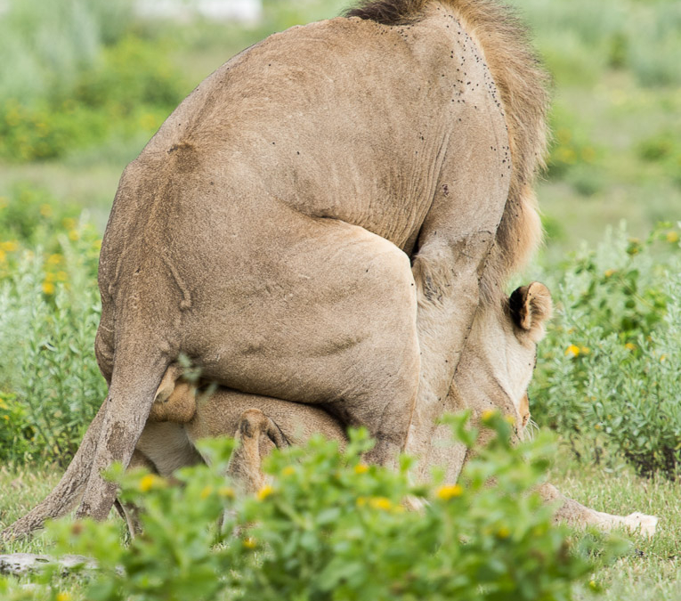 This was one horny male lion