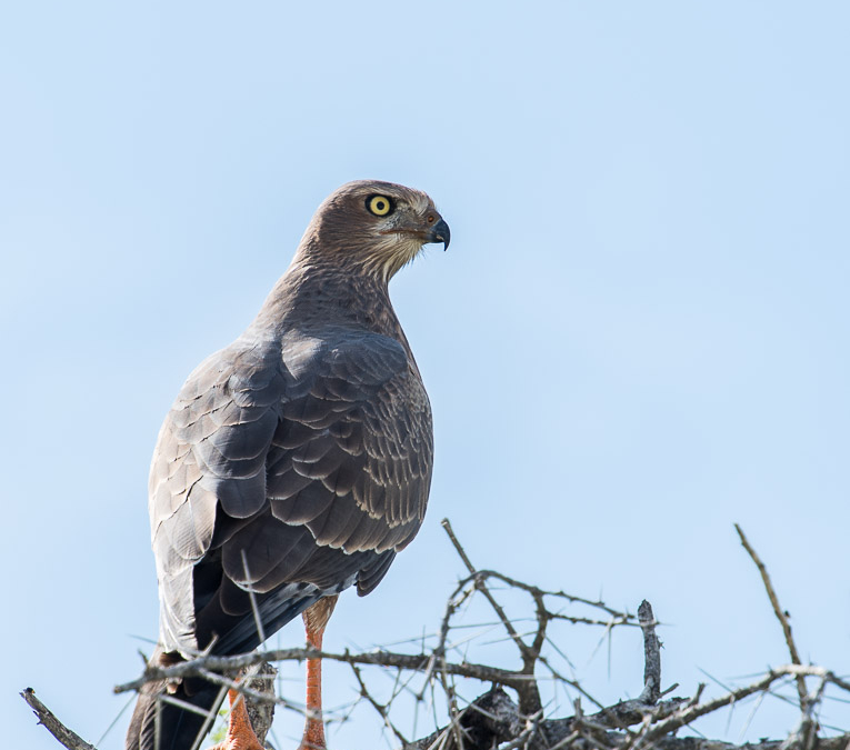 Immature Pale Chanting Goshawk