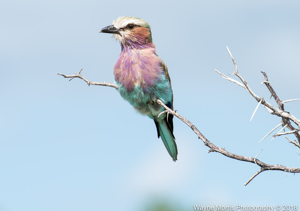 Lilac-breasted Roller