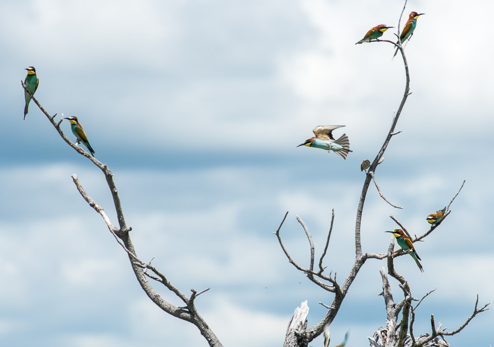 Tree full of Lilac-breasted Rollers