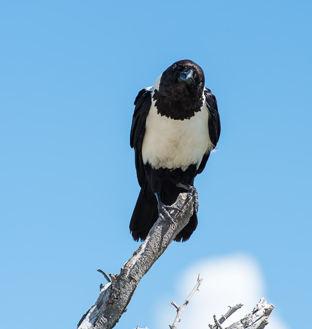 Curious Pied Crow