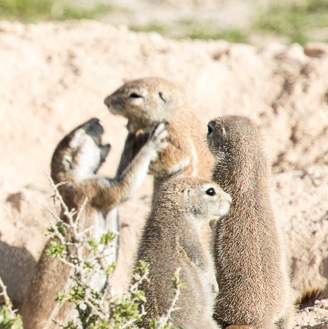 Cape Ground Squirrel meeting