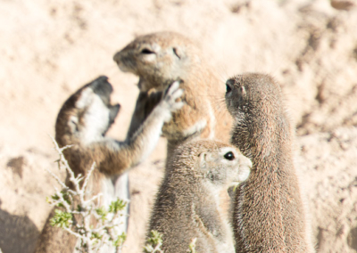 Cape Ground Squirrel meeting