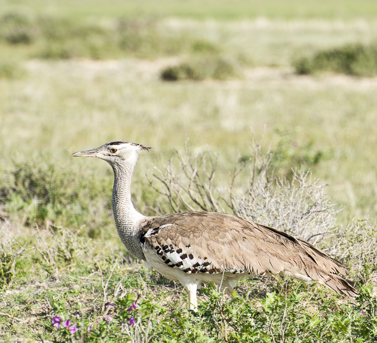 Kori Bustard, Africa’s largest native flying bird