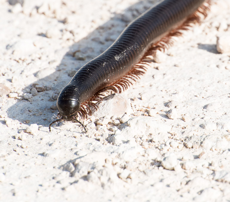 Giant African Millipede