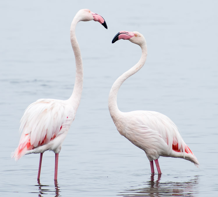 Greater Flamingos courting
