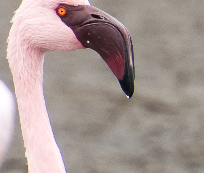 Lesser Flamingo on Walvis Bay Lagoon