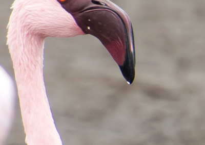 Lesser Flamingo on Walvis Bay Lagoon