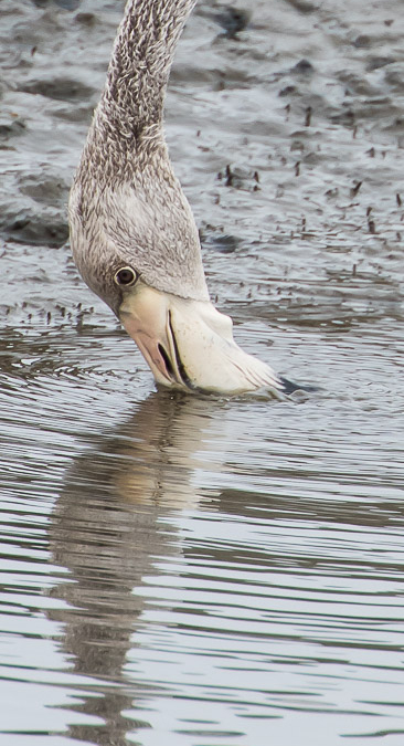 Sub-adult Greater Flamingo eating