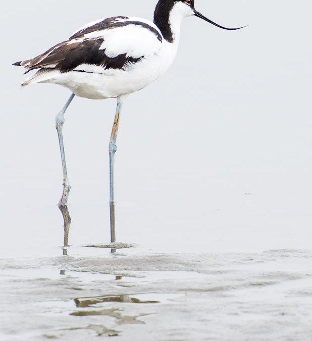 Pied Avocet fishing in the shallows