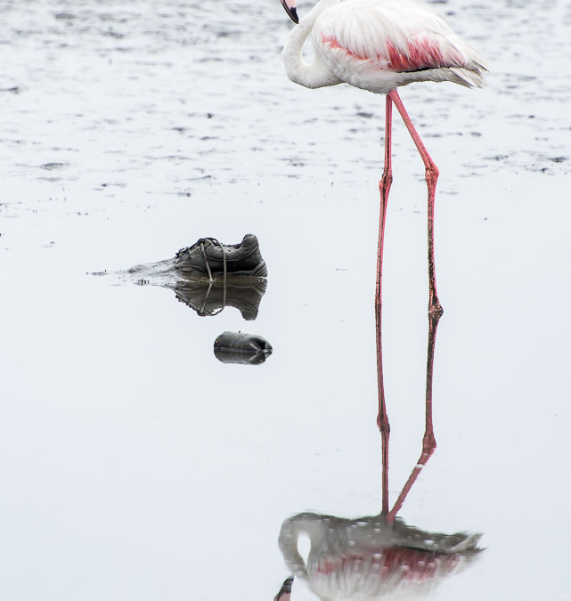 Greater Flamingo & trash
