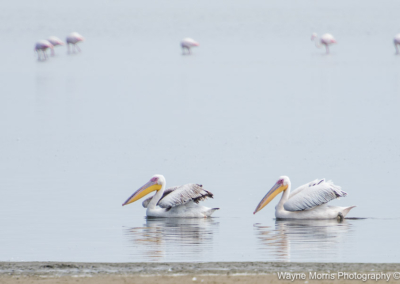 Great White Pelicans at Walvis Bay Lagoon