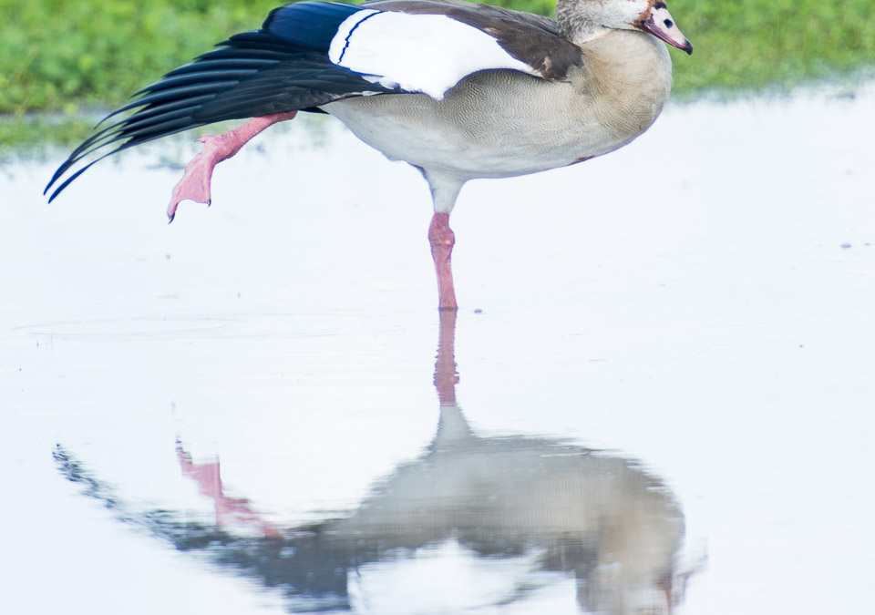 Egyptian Goose