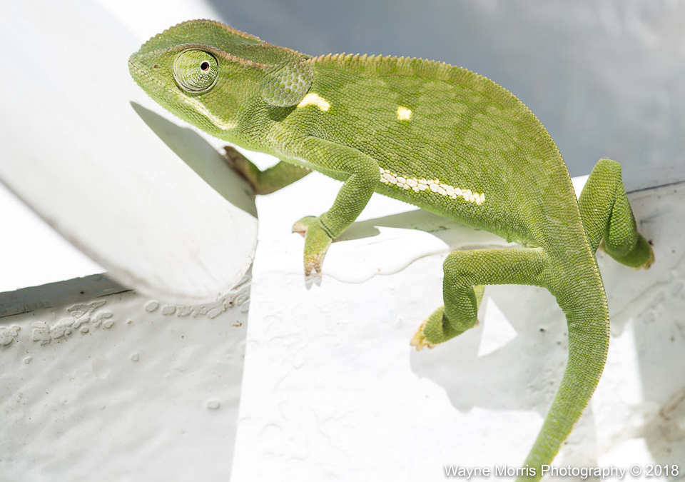Flap-necked Chameleon that leapt into our canoe