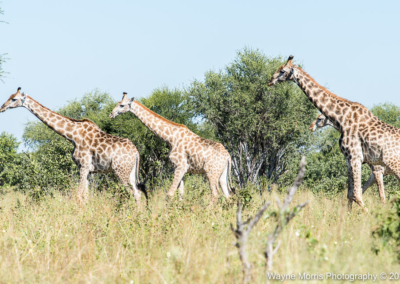 Giraffes in Chobe NP