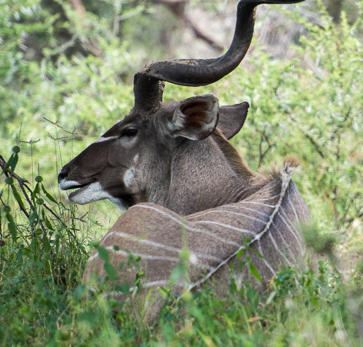 Greater Kudu in Bwabwata NP