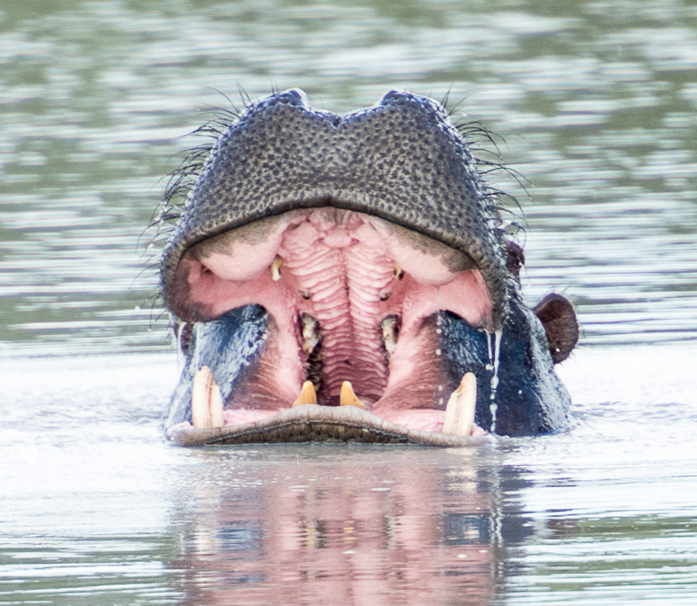 Hippopotamus yawning