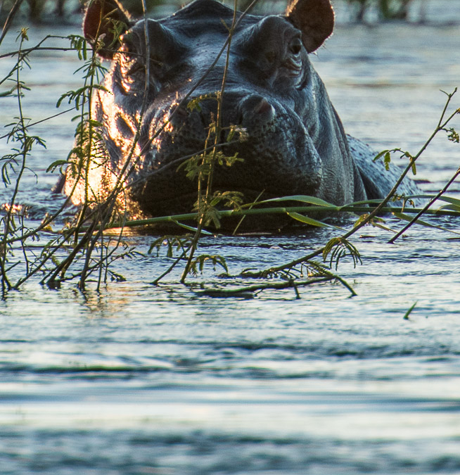 Hippopotamus