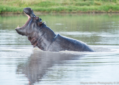 Excited Hippopotamus
