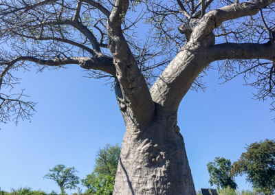 Botswana border post baobab tree