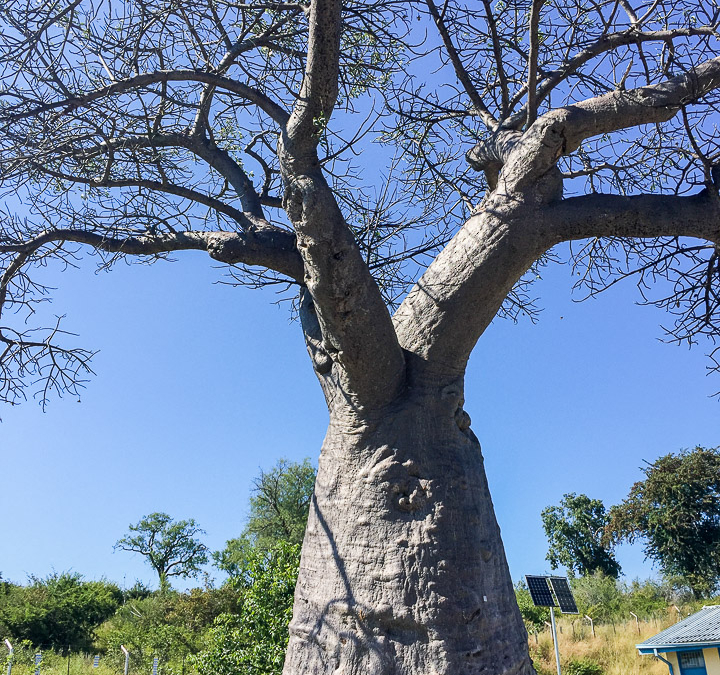 Botswana border post baobab tree