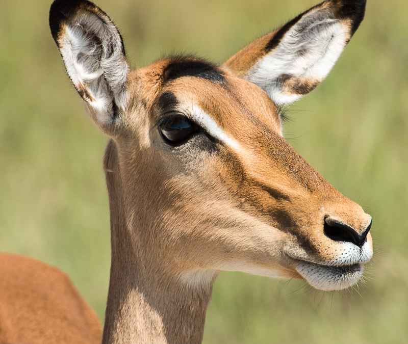 Impala