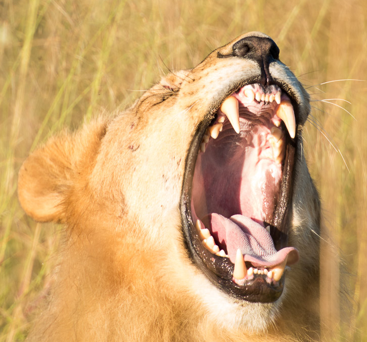 Young male lion taking a yawn