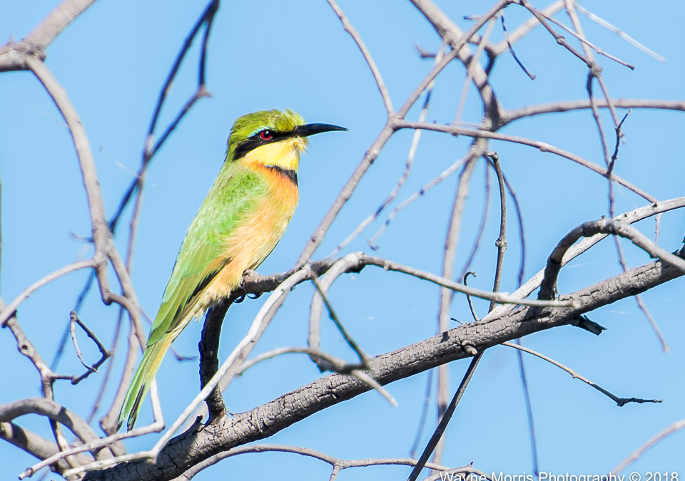 Little Bee-eater