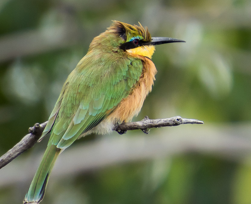Little Bee-eater