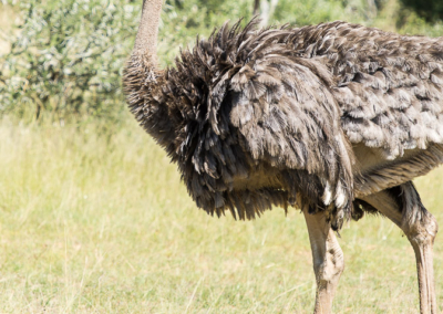 Young Ostrich