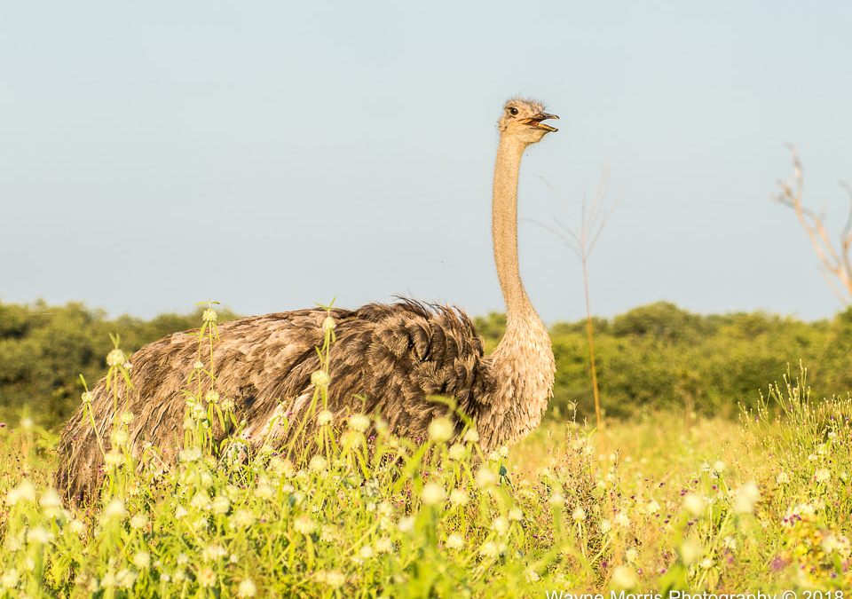 Young Ostrich