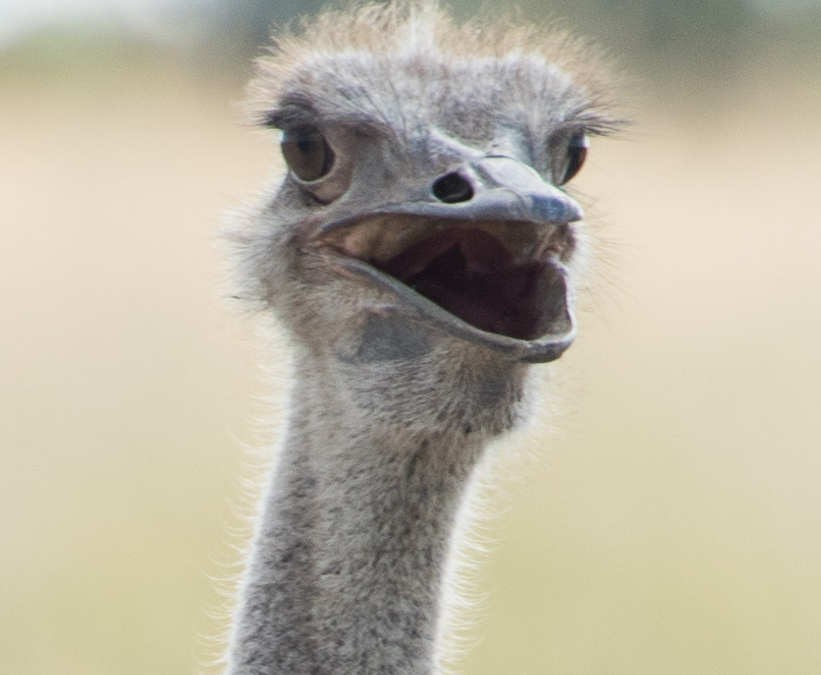 Smiling Ostrich