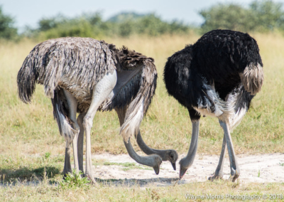 Threesome of Ostriches