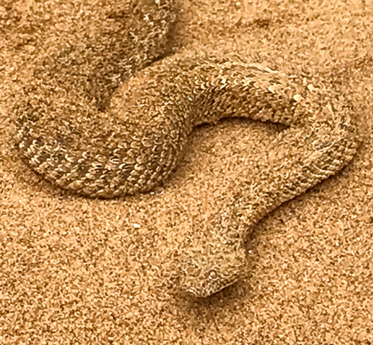 Peringueys Adder