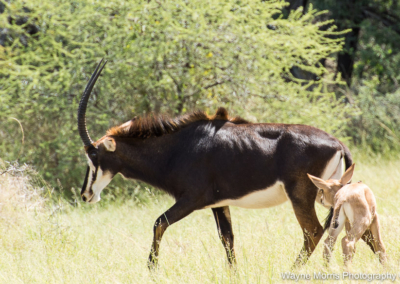 Sable Antelope in Bwabwata NP