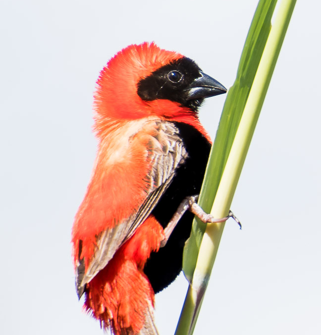 Southern Red Bishop