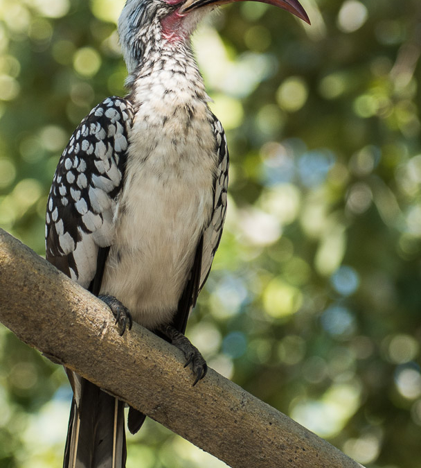 Southern Red-billed Hornbill