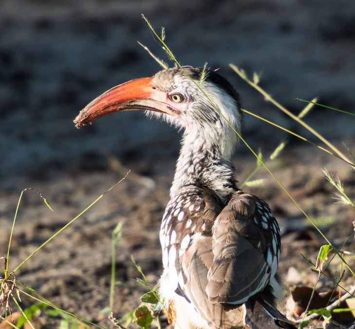 Southern Red-billed Hornbill